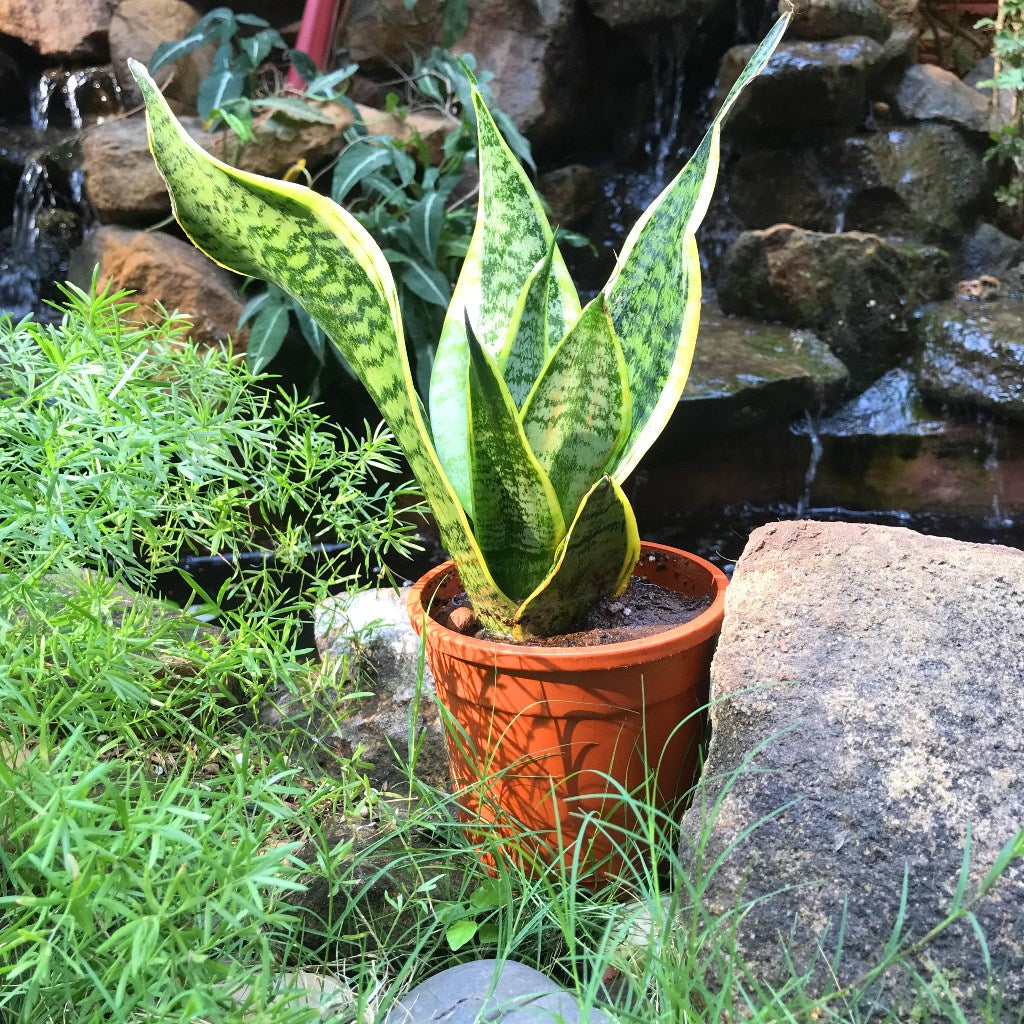 Sansevieria Futura Superba Plant - myBageecha