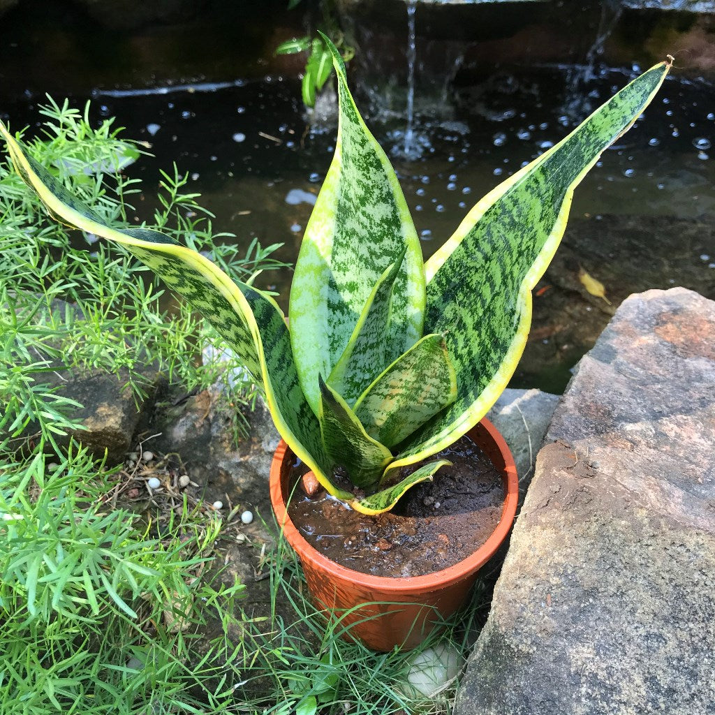 sansevieria superba plant Sansevieria Futura Superba Variegated Decorative Plant