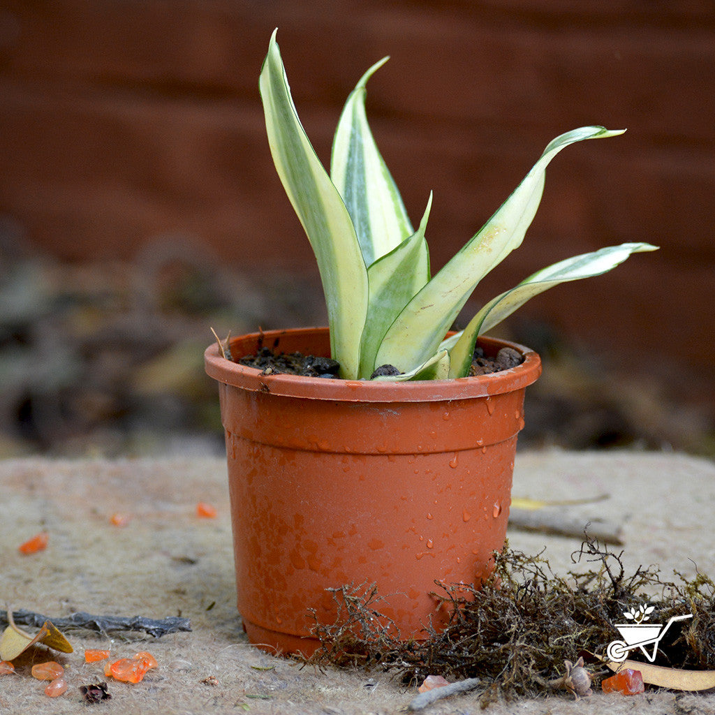 Sansevieria "Golden Hehnii" Plants myBageecha - myBageecha