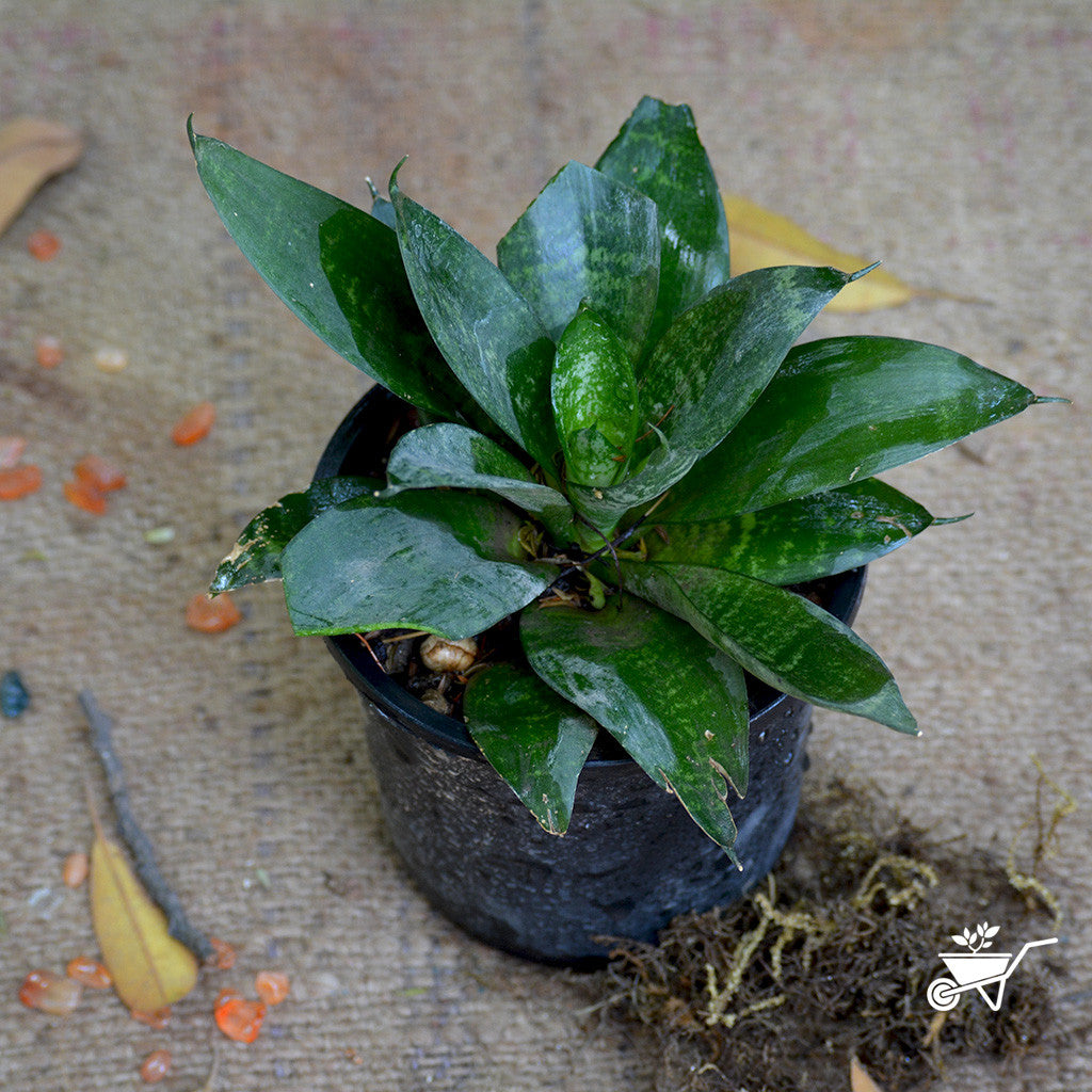 sansevieria loops pride Sansevieria Hahnii Compact Rosette Decorative Plant