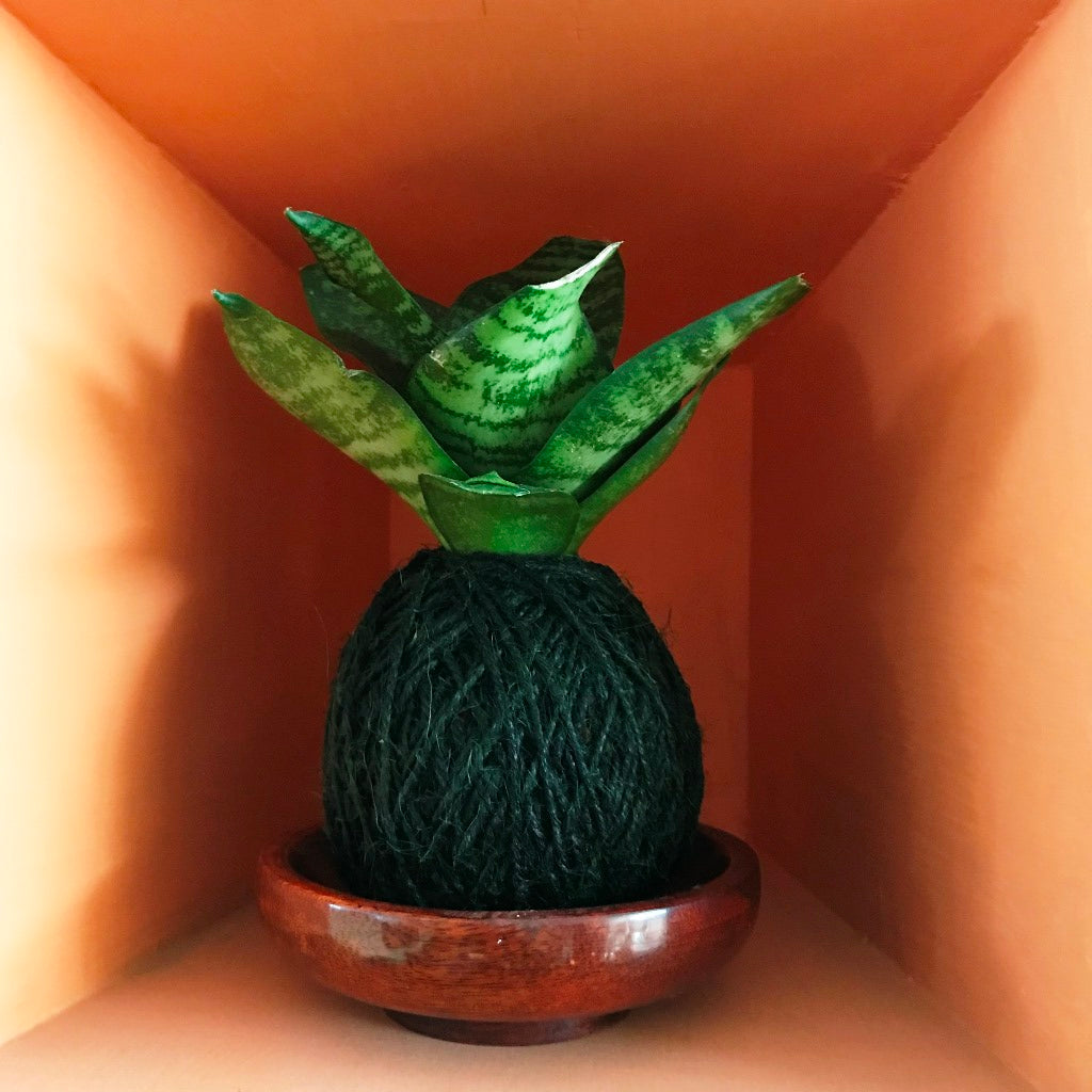 Kokedama Moss Ball Sansevieria Hahnii Plant - myBageecha