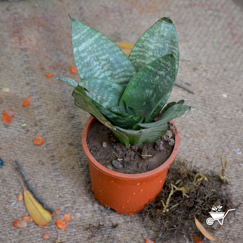 variegated birds nest sansevieria Sansevieria Hahnii Variegated