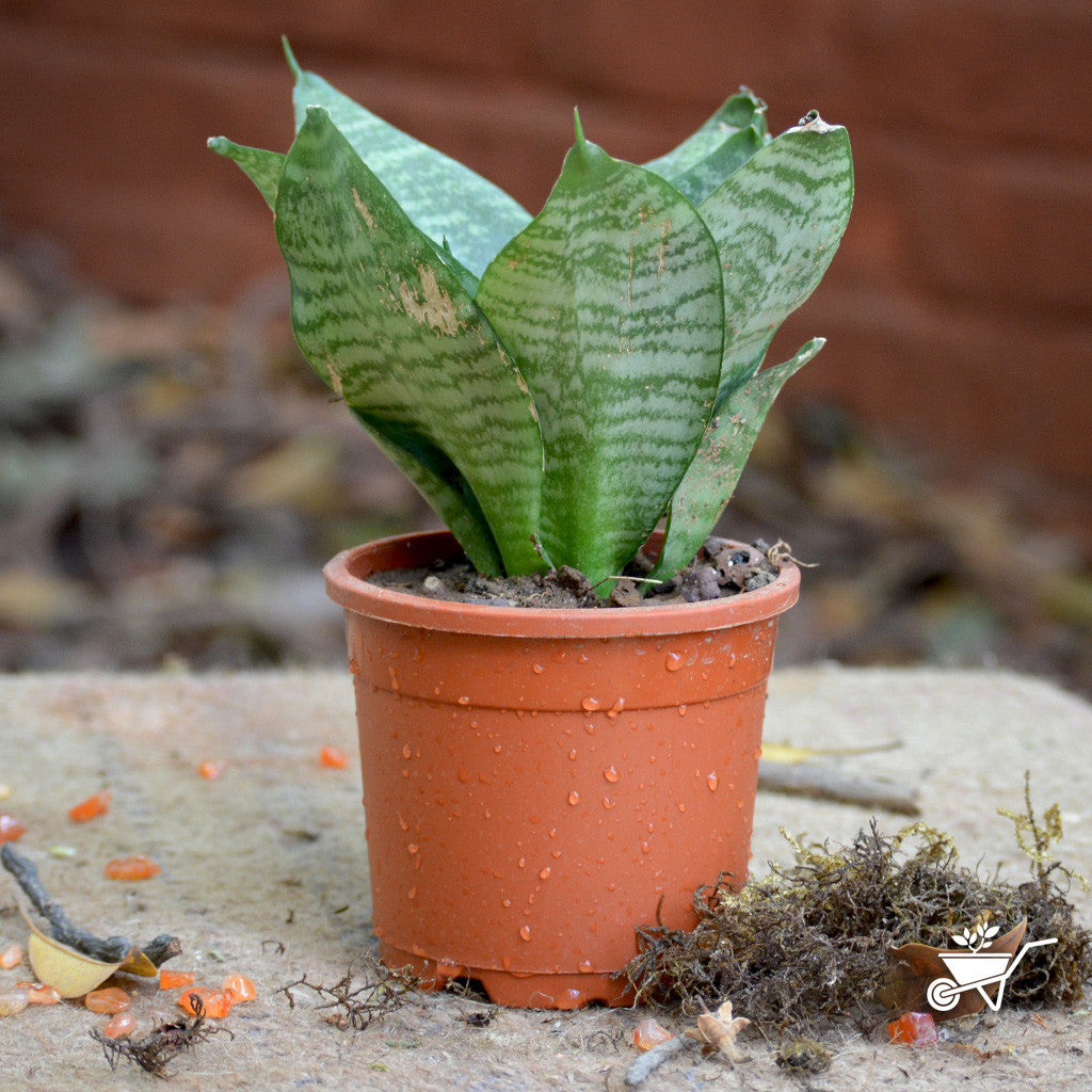 Sansevieria "Hahnii" Varigated Plants myBageecha - myBageecha