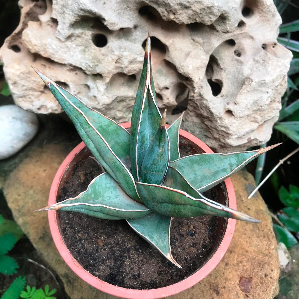 Sansevieria Pinguicula Plant - myBageecha