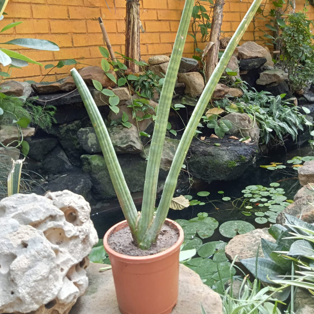 Sansevieria Cylindrica Plant - myBageecha