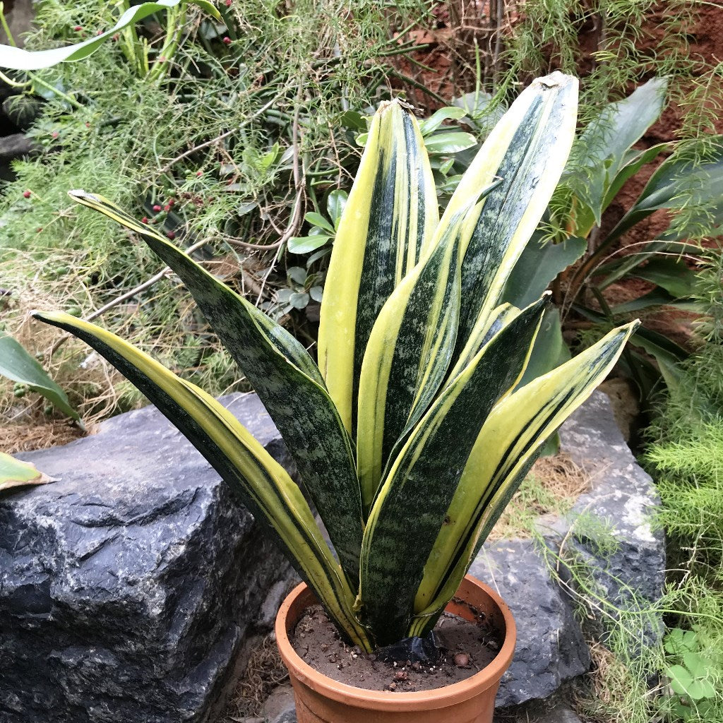Sansevieria Gold Flame Plant - myBageecha
