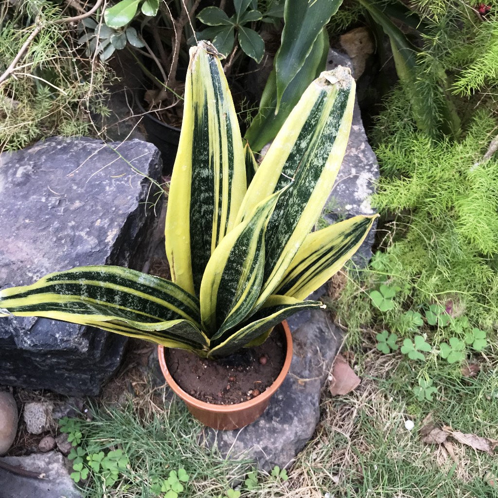 Sansevieria Gold Flame Plant - myBageecha