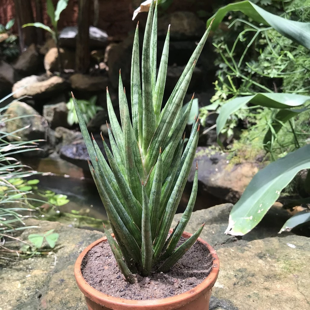 sansevieria francisii care Sansevieria Francisii Layered Decorative Plant
