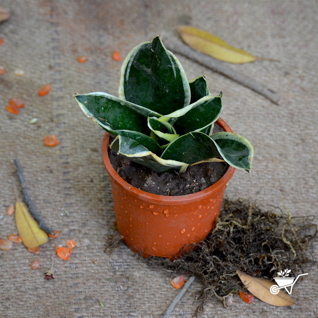 Sansevieria "Black Futura Goldedge" Plants myBageecha - myBageecha