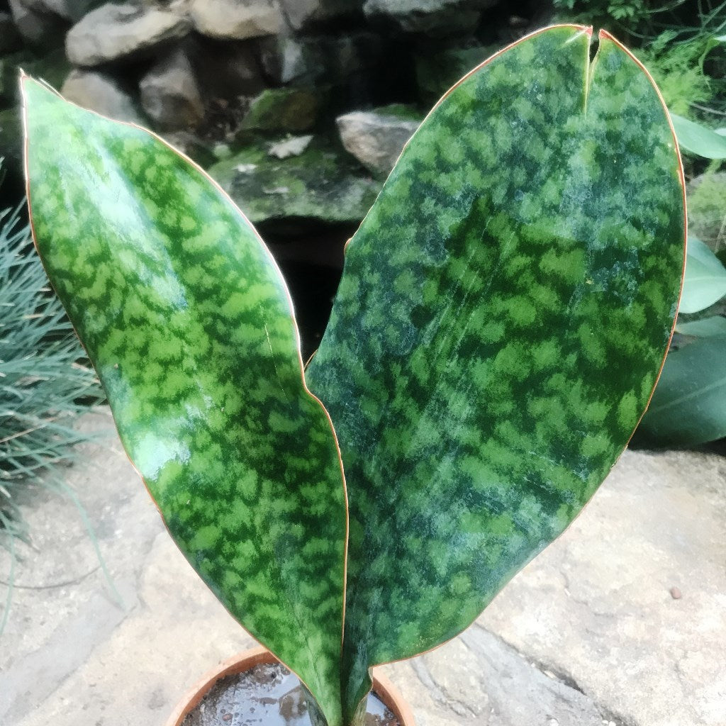 Sansevieria Masoniana Plant - myBageecha