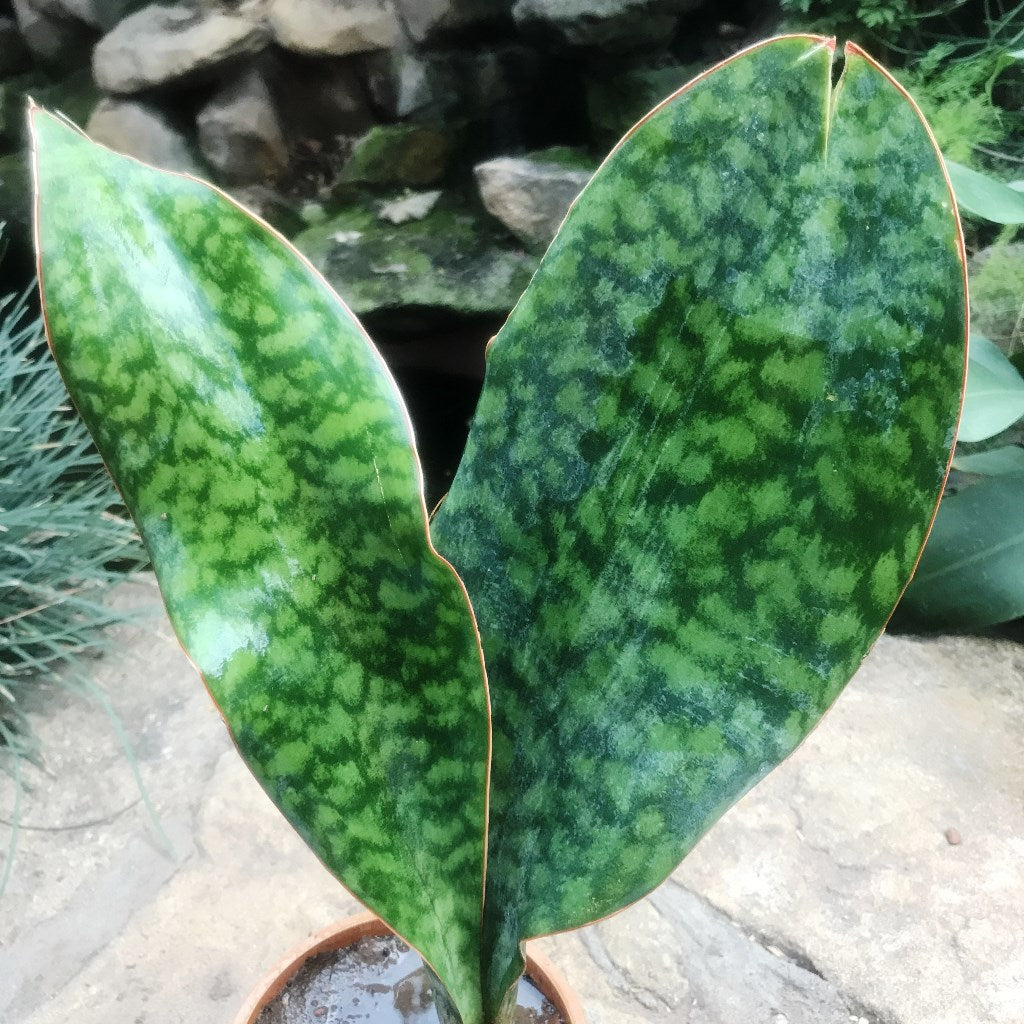 masoniana snake plant Sansevieria Masoniana Paddle Leaf Decorative Plant