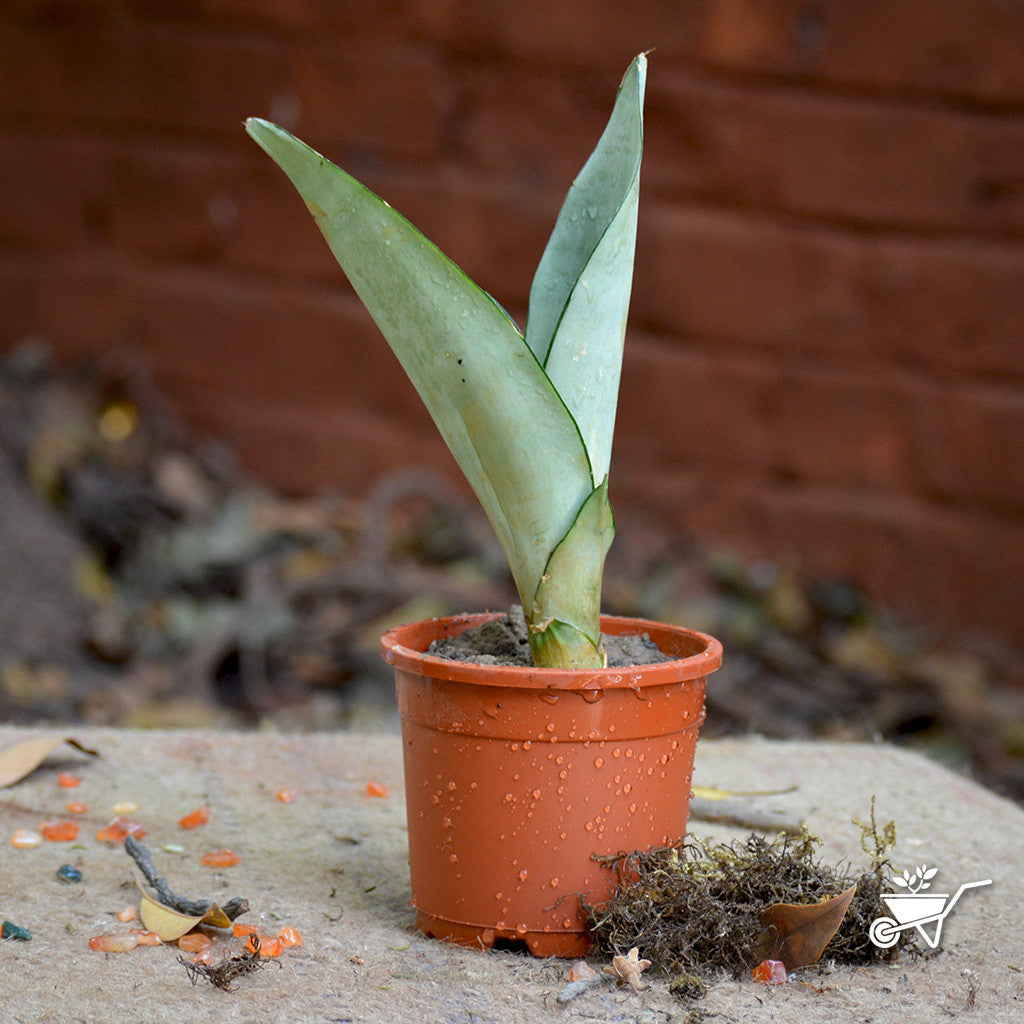 milt sansevieria Sansevieria Moonshine Silvery Decorative Plant