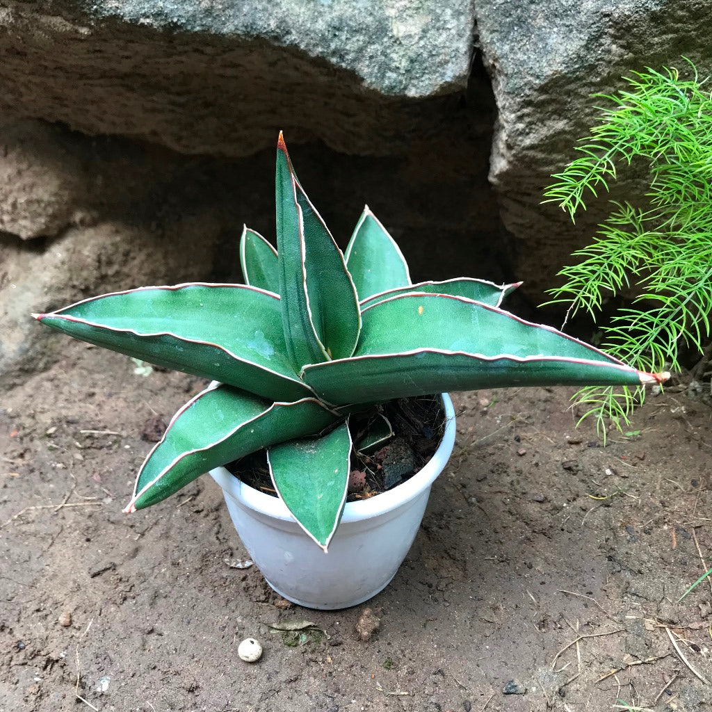 sansevieria ehrenbergii for sale Sansevieria Ehrenbergii Banana Decorative Plant
