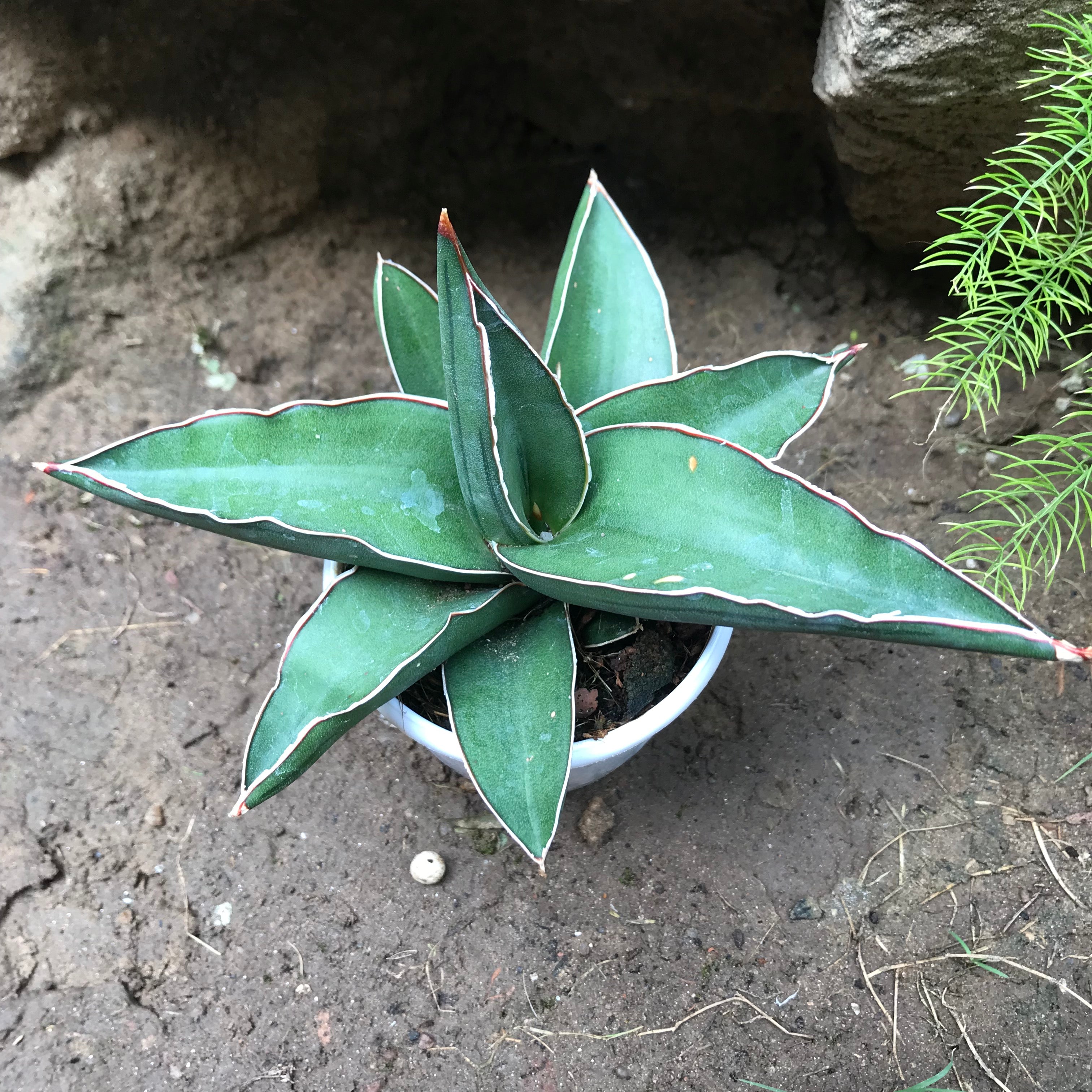 Sansevieria Ehrenbergii Banana Plant - myBageecha