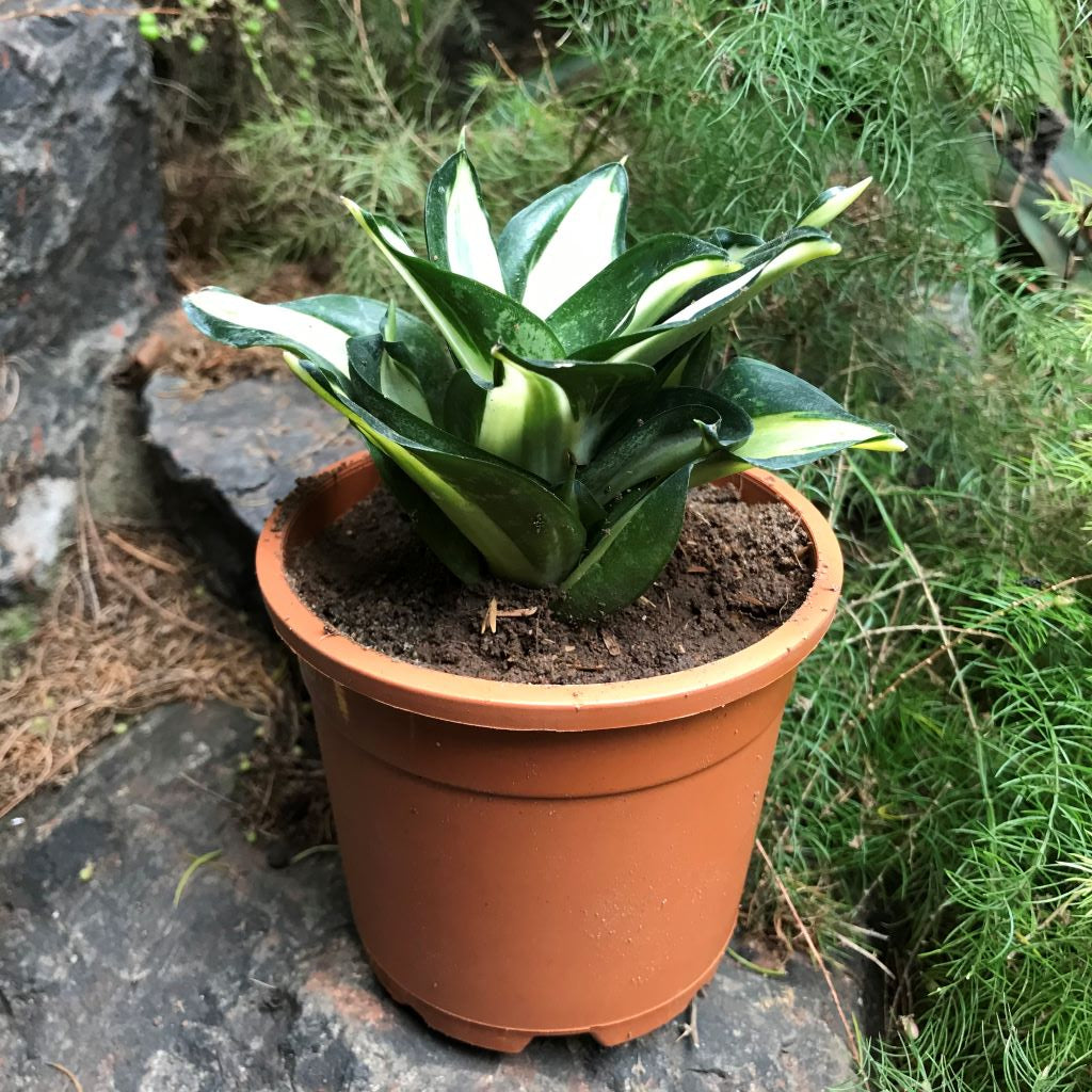 Sansevieria Trifasciata Hahnii Streaker Plant - myBageecha