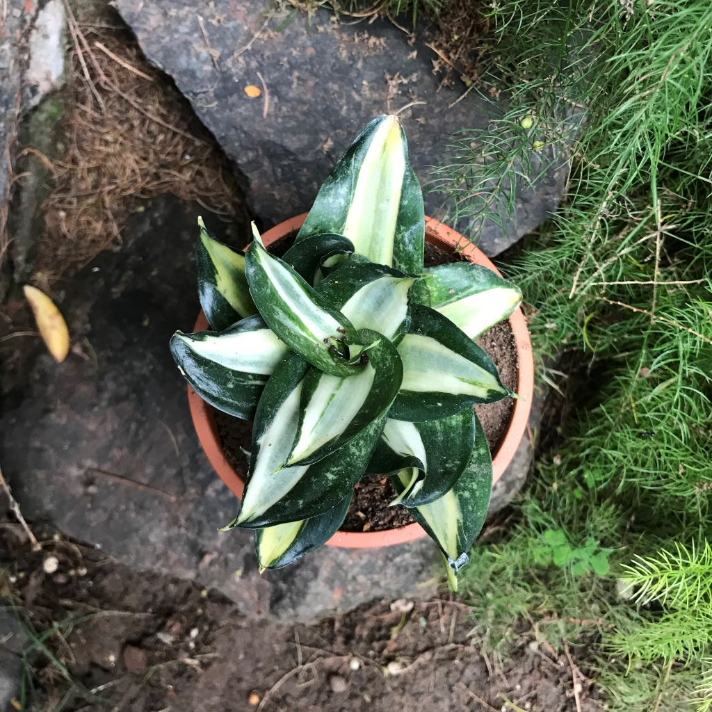 Sansevieria Trifasciata Hahnii Streaker Plant - myBageecha
