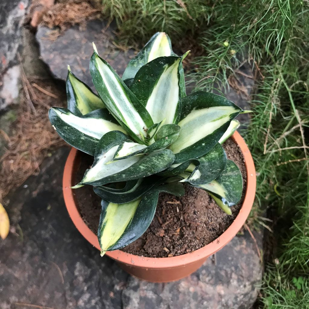 Sansevieria Trifasciata Hahnii Streaker Plant - myBageecha