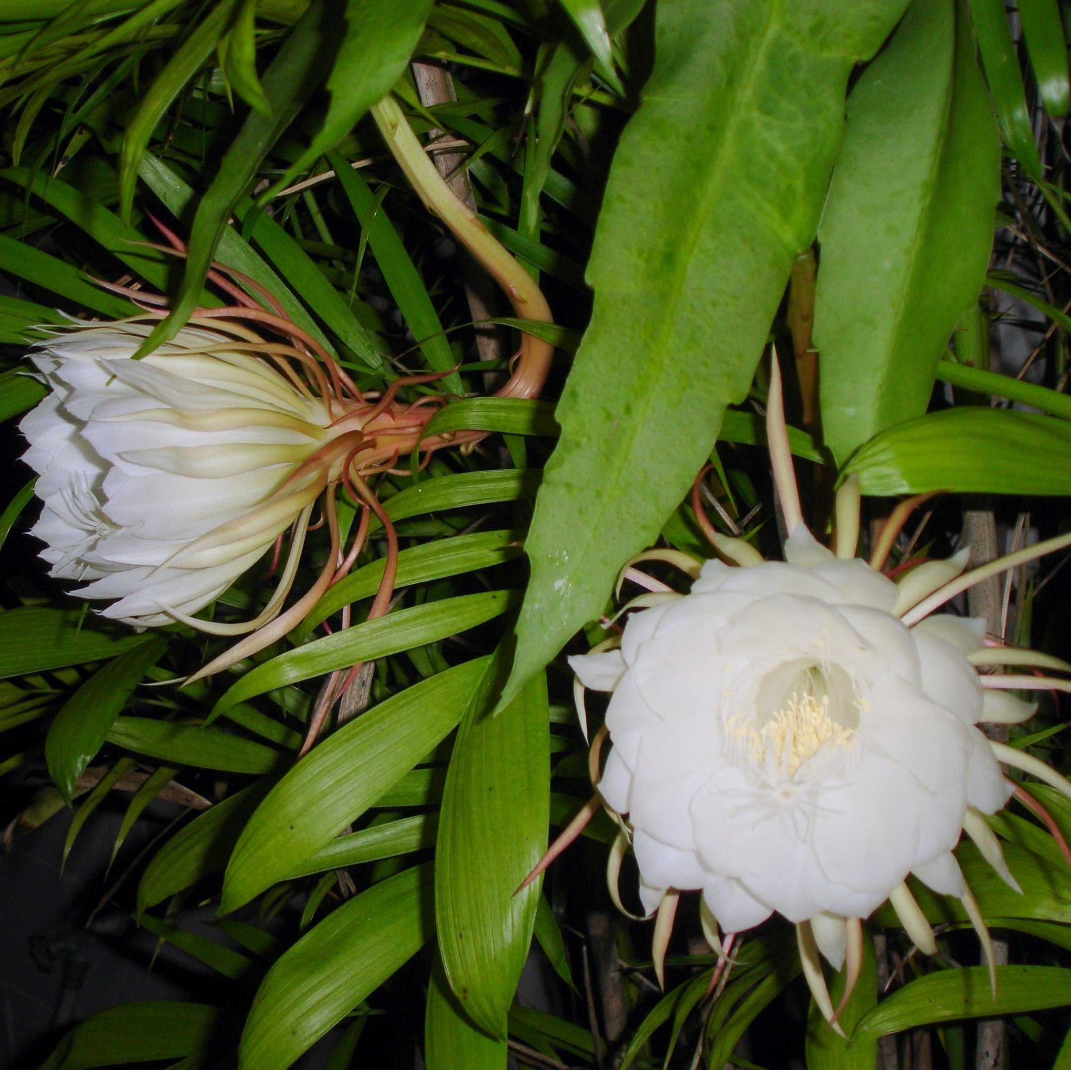 Epiphyllum Oxypetalum Queen of the Night Plant - myBageecha