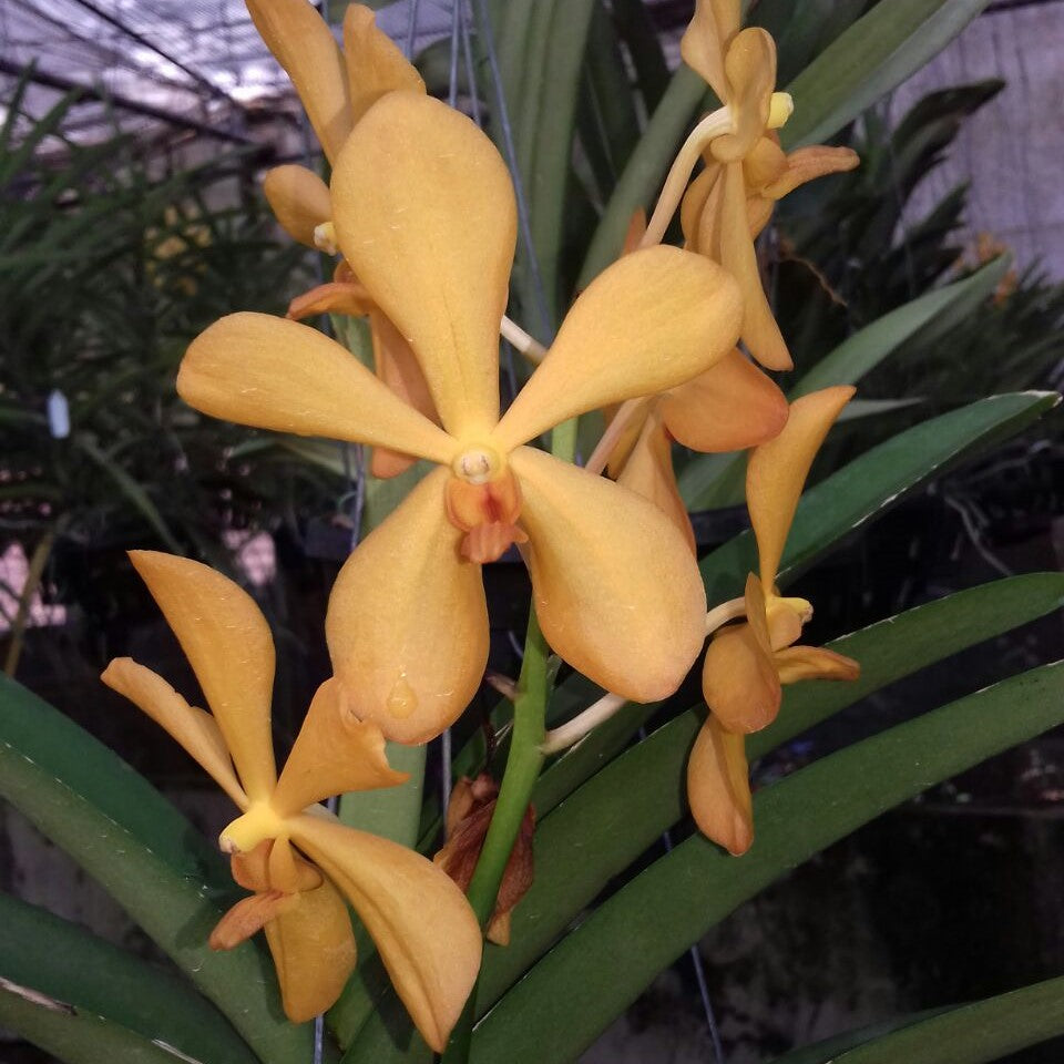 Sayan Orange Spot - myBageecha