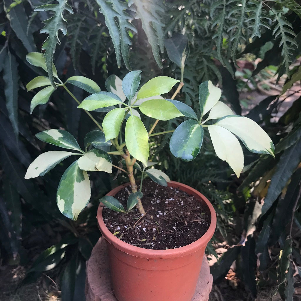 schefflera arboricola janine Dwarf Umbrella Janine Variegated Indoor Plant