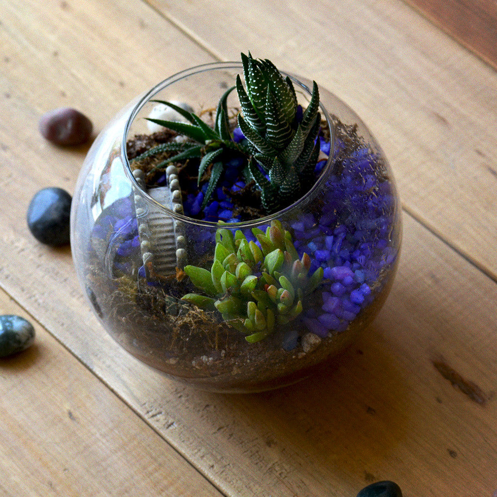 Sea of Haworthia Terrarium Kit Decor myBageecha - myBageecha