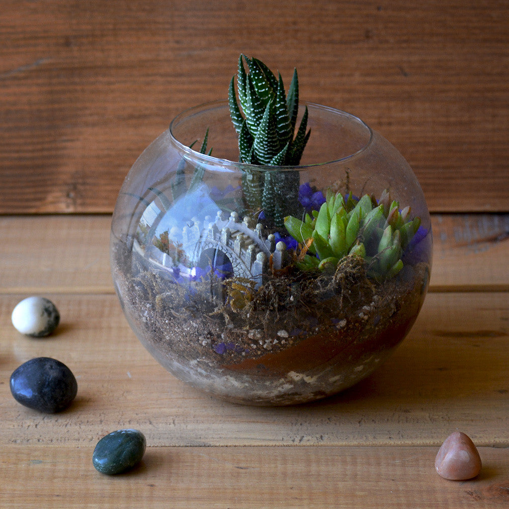 Sea of Haworthia Terrarium Kit Decor myBageecha - myBageecha