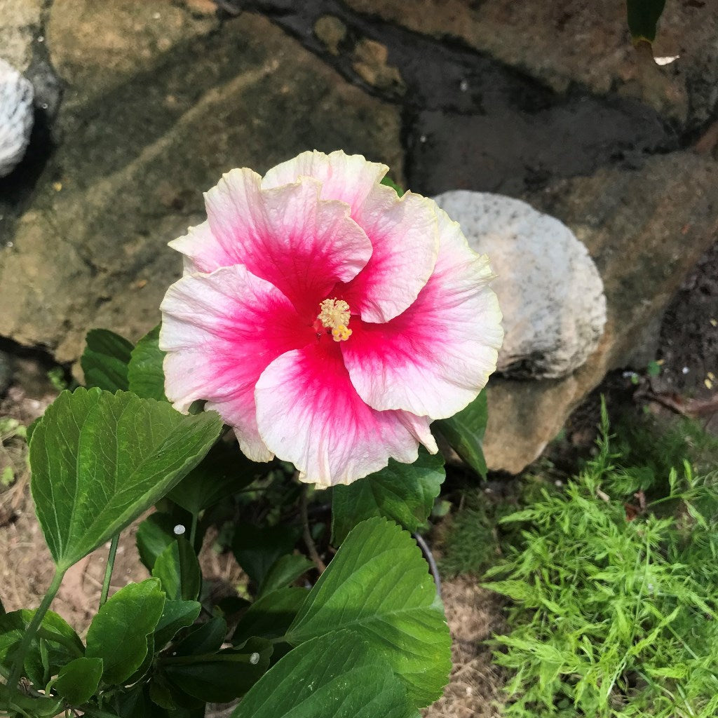 Hibiscus Secret Heart Plant - myBageecha