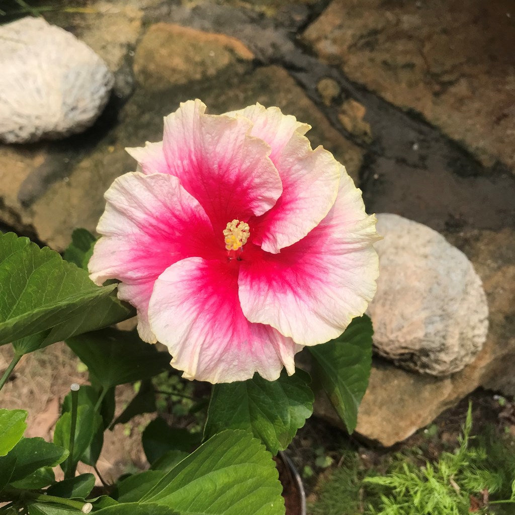 Hibiscus Secret Heart Plant - myBageecha