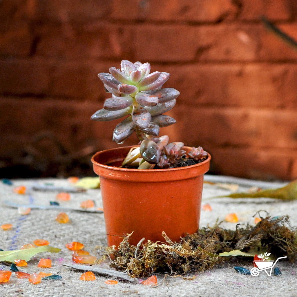 pink granite succulent Sedeveria Pink Granite – Decorative Succulent Plant