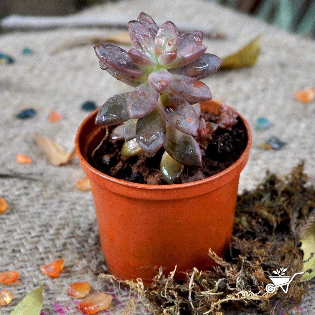 Pack Of Assorted Sedeveria Succulent Plants - myBageecha