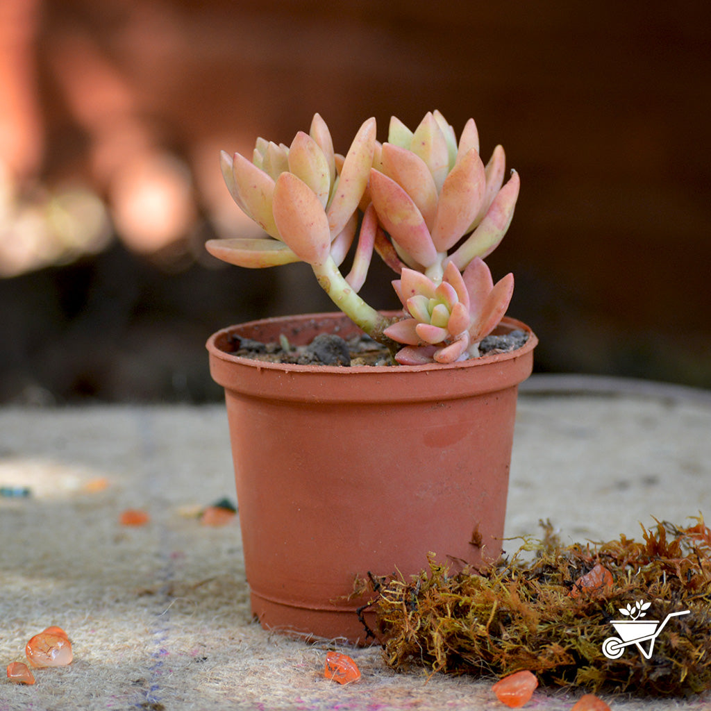 Sedum Nussbaumerianum Coppertone Succulent Plant - myBageecha