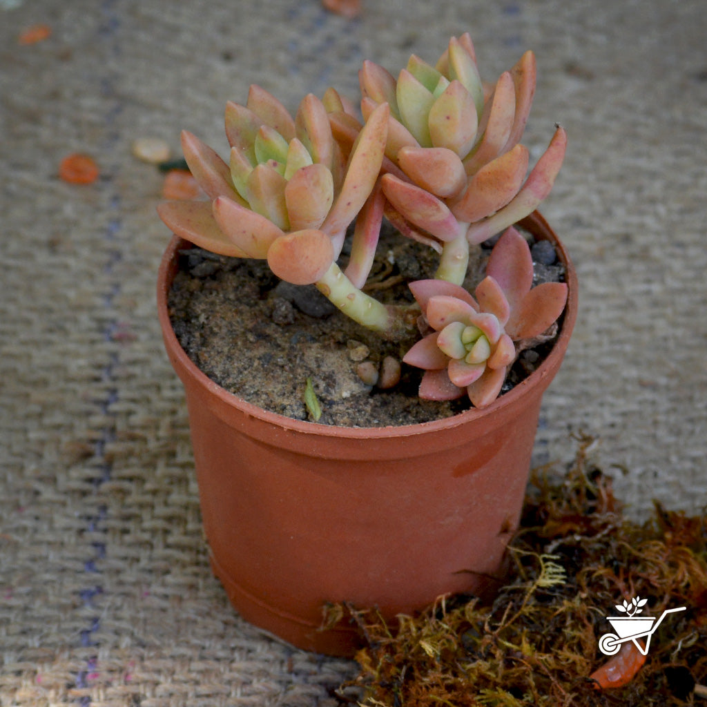 Sedum Nussbaumerianum Coppertone Succulent Plant - myBageecha