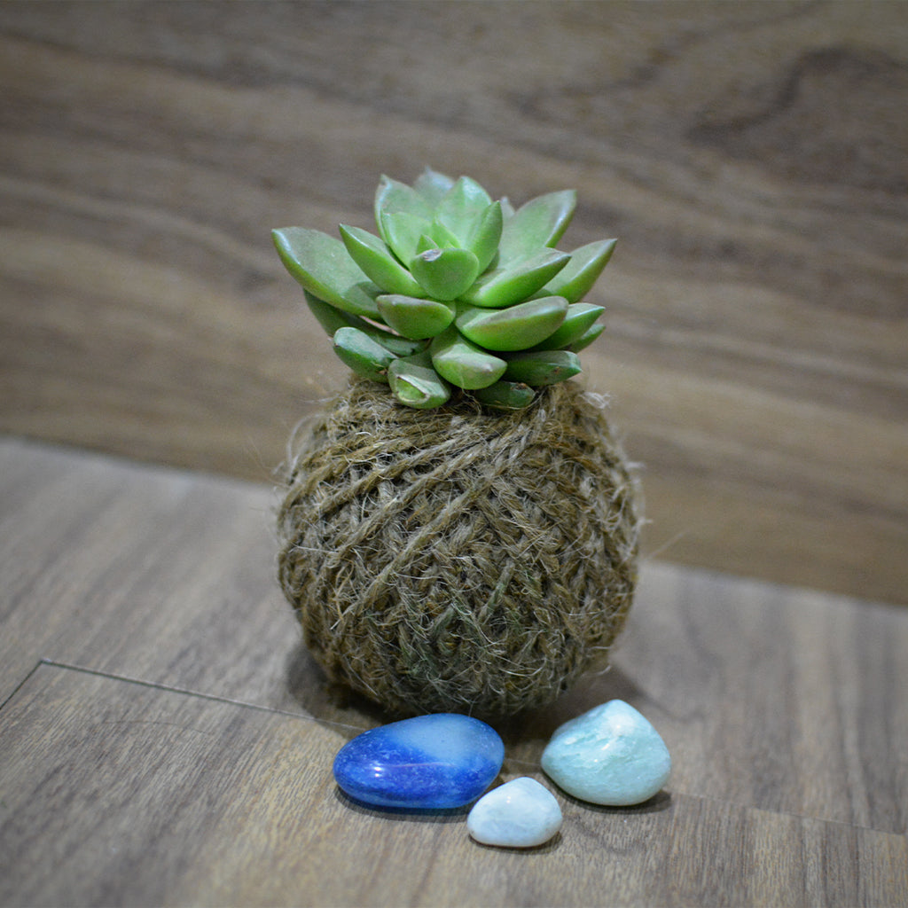 Kokedama Moss Ball Sedum Plant - myBageecha