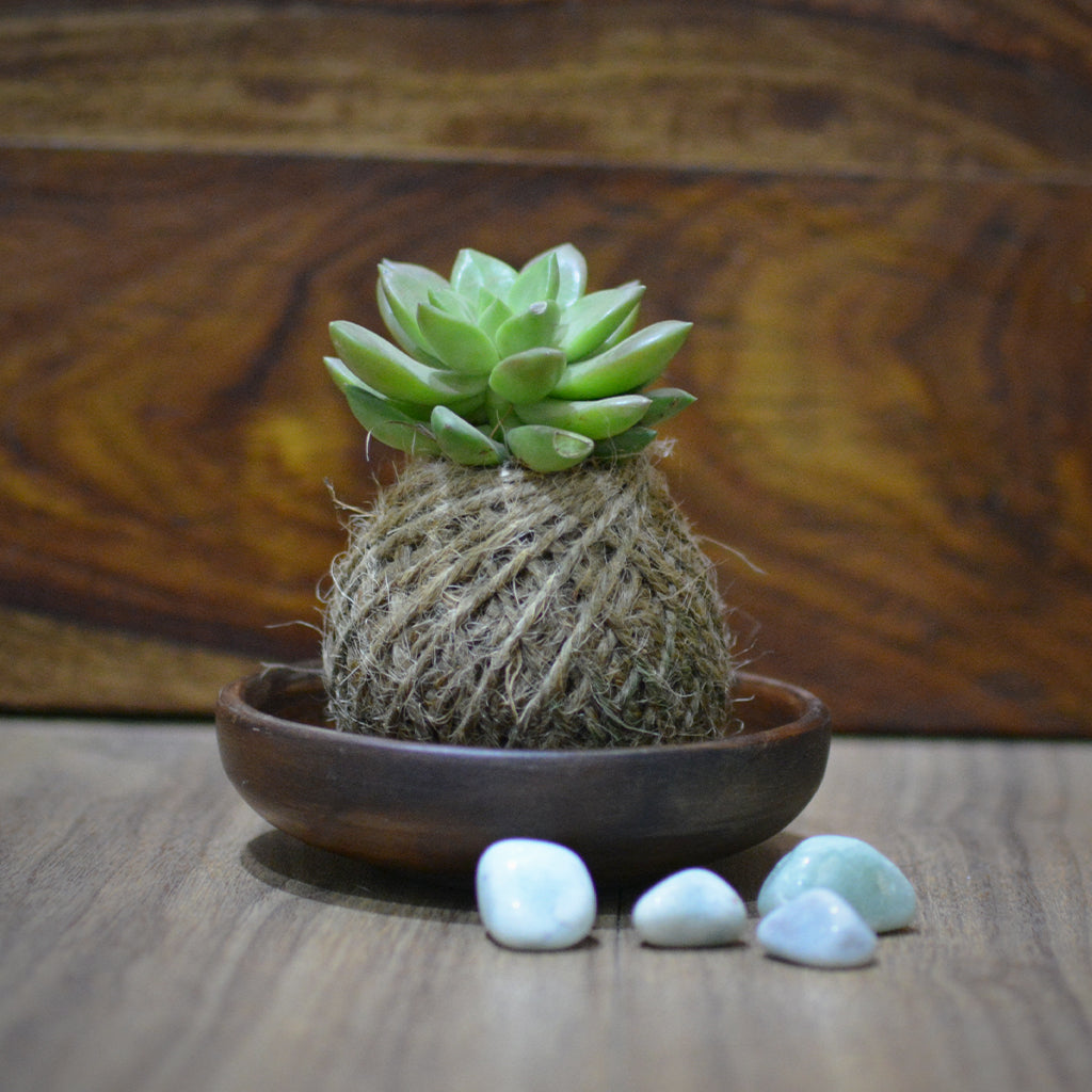 Kokedama Moss Ball Sedum Plant - myBageecha
