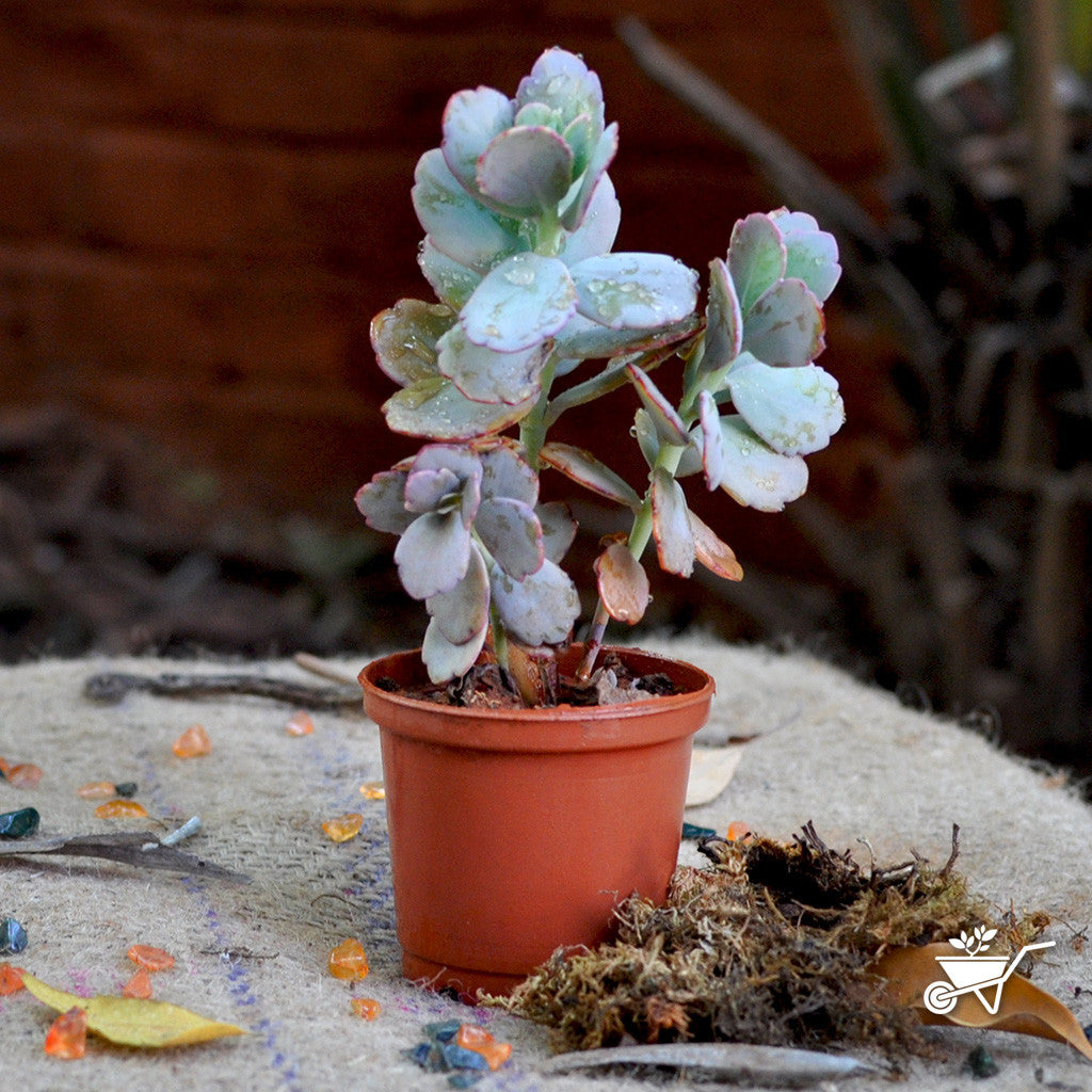 Sedum Sieboldii Plants myBageecha - myBageecha