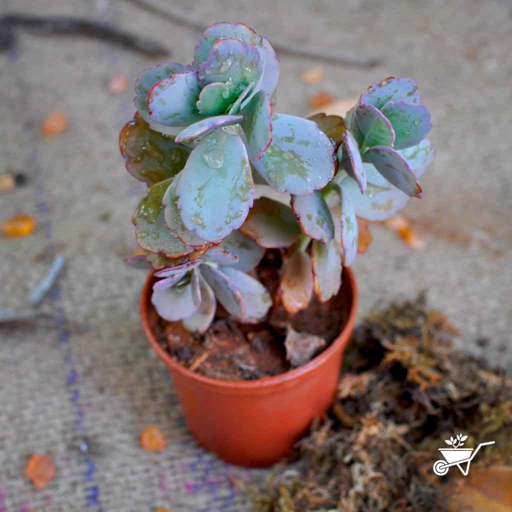 Sedum Sieboldii Plants myBageecha - myBageecha