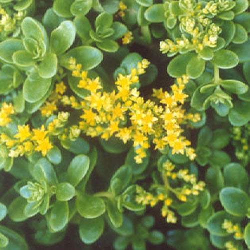Sedum Confusum Green Plants myBageecha - myBageecha