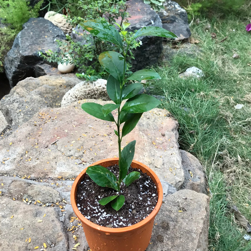 Seedless Lemon Tissue Culture Plant - myBageecha