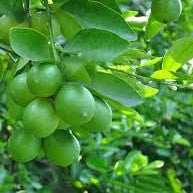 Seedless Lemon Tissue Culture Plant - myBageecha