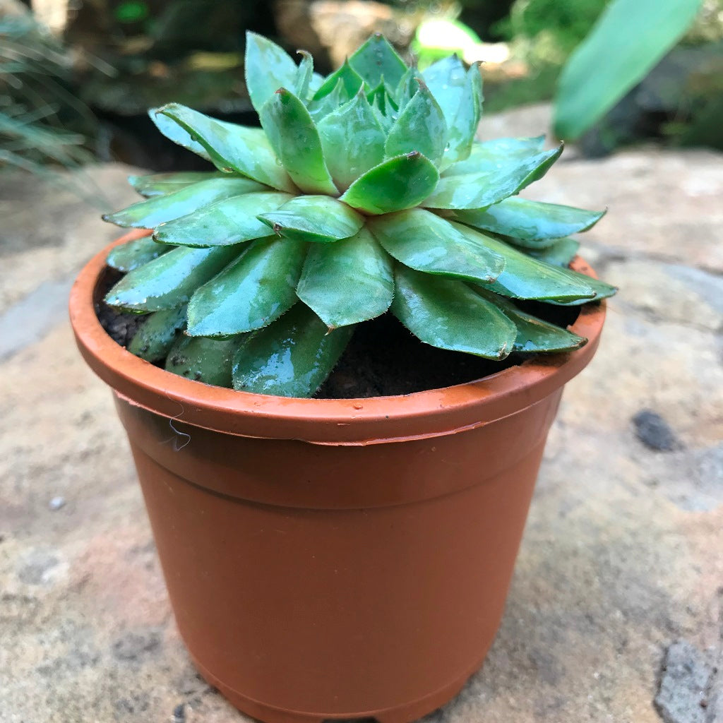Sempervivum Tectorum Common Houseleek Succulent Plant - myBageecha