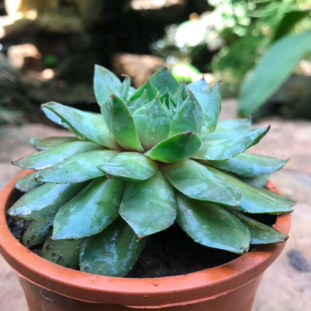 Sempervivum Tectorum Common Houseleek Succulent Plant - myBageecha
