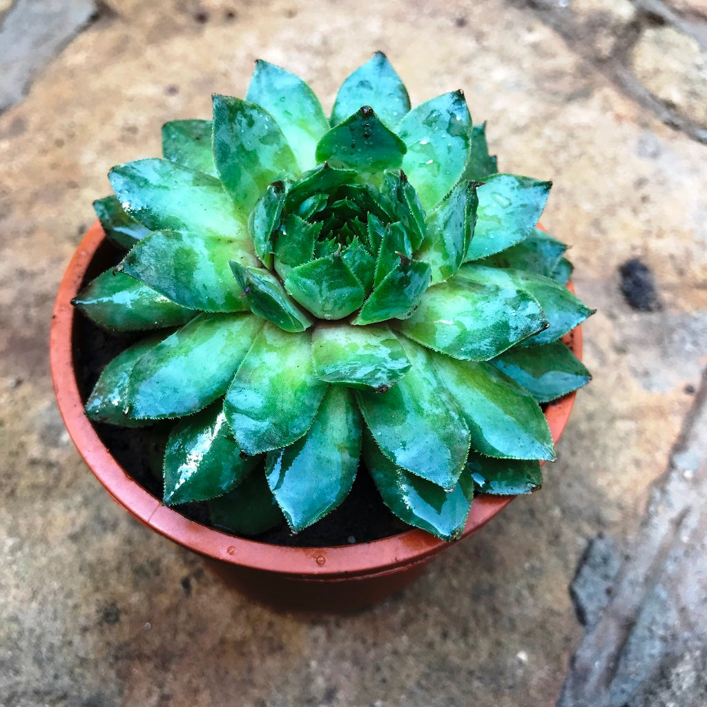 Sempervivum Tectorum Common Houseleek Succulent Plant - myBageecha