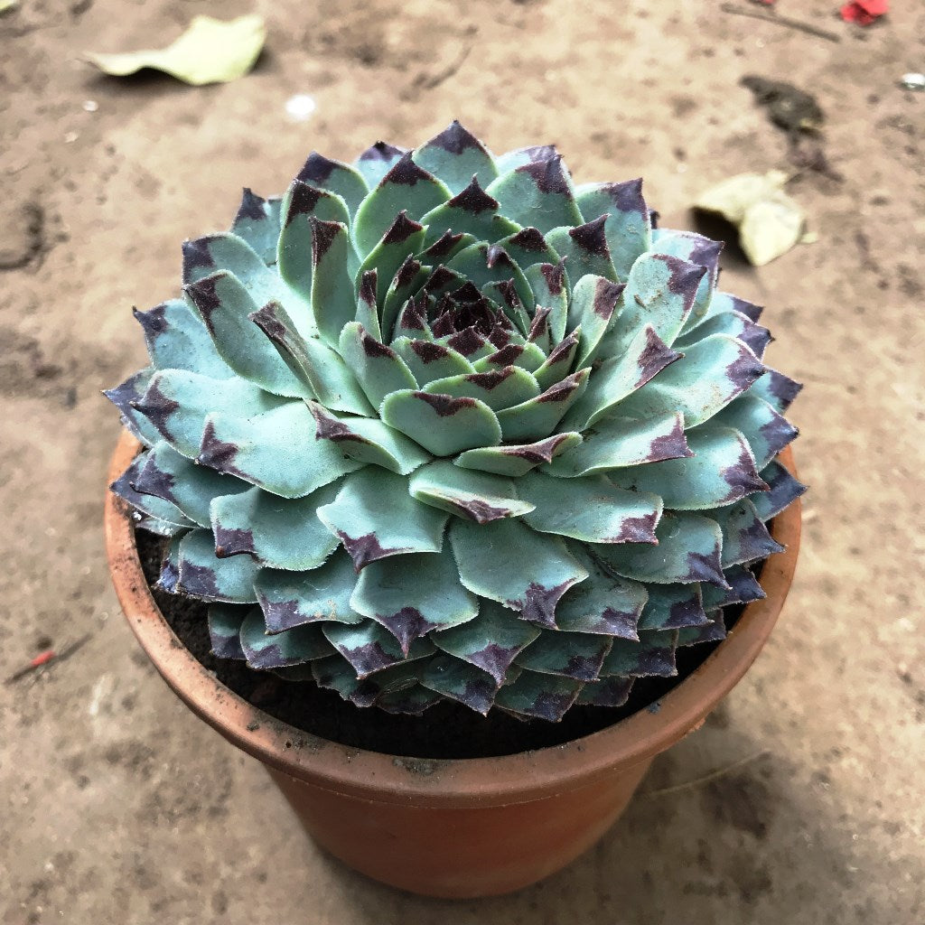 Sempervivum Calcareum Houseleek Succulent Plant - myBageecha