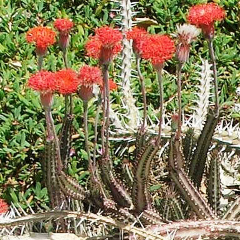 pickle plant succulent flower Senecio Stapeliiformis Pickle Plant – Trailing Succulent Plant