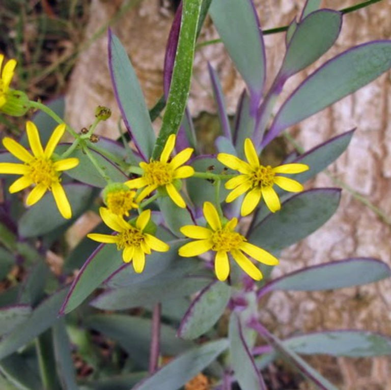 succulent asteraceae Senecio Crassissimus – Outdoor Decorative Succulent Plant
