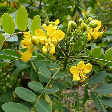 Senna Siamea Kasood Plant - myBageecha