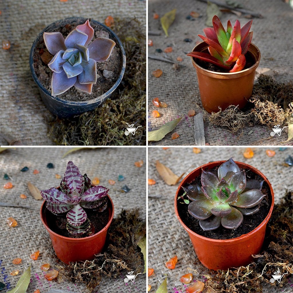ceramic succulent planter pot Mouse Succulent Pot