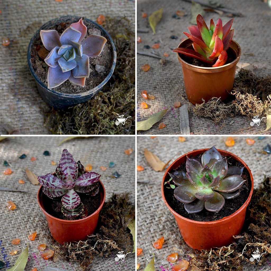 Assorted Set of 4 Colourful Succulent Plants - myBageecha