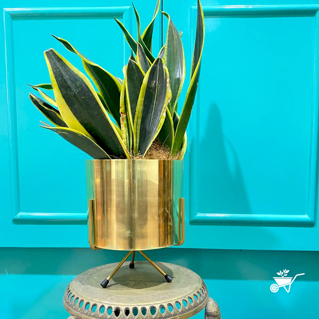 Shimmering Mirth Metal Pot with Stand - myBageecha