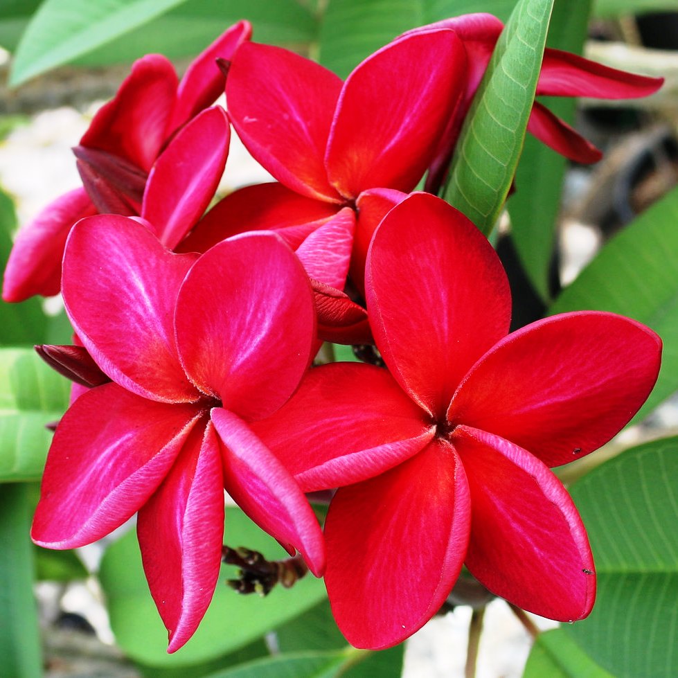 Plumeria Siam Red Champa Plant - myBageecha
